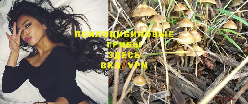 hydra ТОР  Вичуга  Галлюциногенные грибы MAGIC MUSHROOMS 